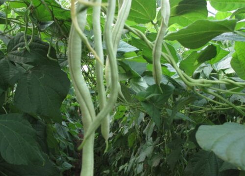 蛇豆种植时间和方法
