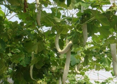 蛇豆种植时间和方法