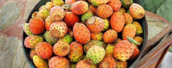 太阳果能生吃吗