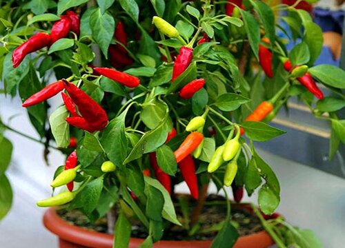 春天阳台上适合种什么菜