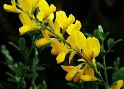 金雀花花期是什么时候