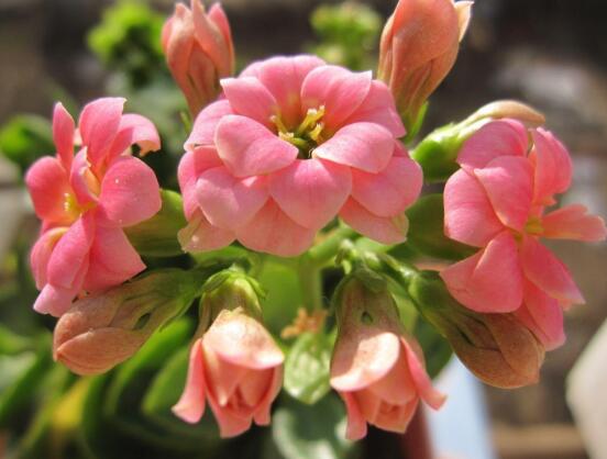 卧室里千万不能养长寿花