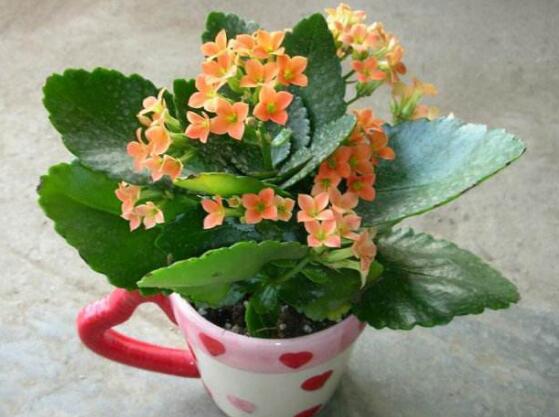 卧室里千万不能养长寿花