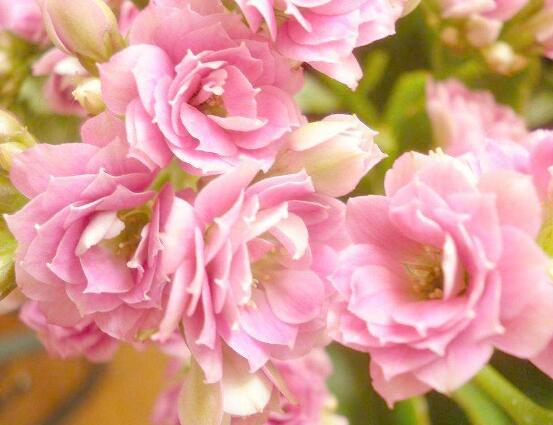 卧室里千万不能养长寿花