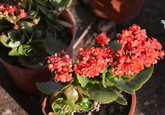 卧室里千万不能养长寿花