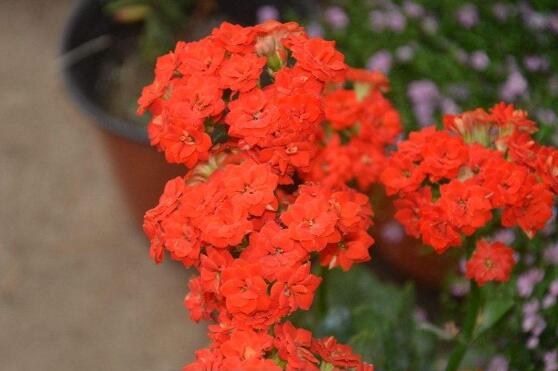 卧室里千万不能养长寿花