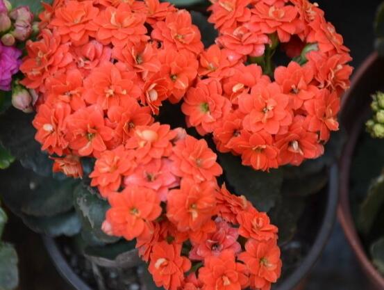 卧室里千万不能养长寿花