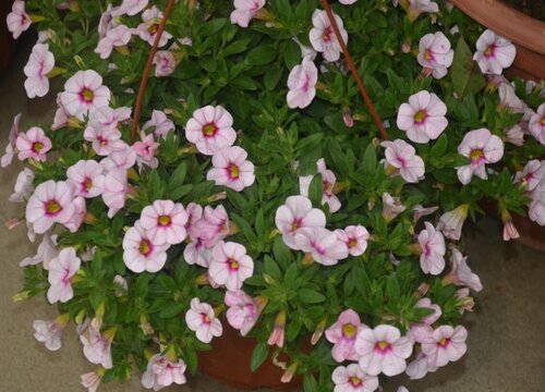 舞春花什么时候播种合适