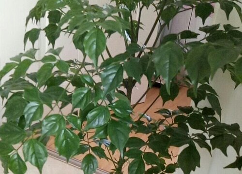 平安树喜阴还是喜阳光的植物