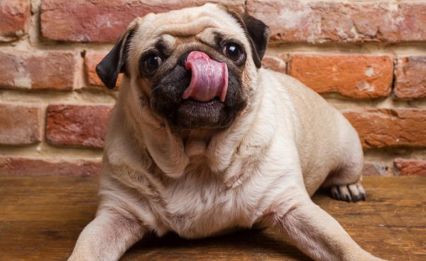 巴哥犬的优缺点有哪些表现分析