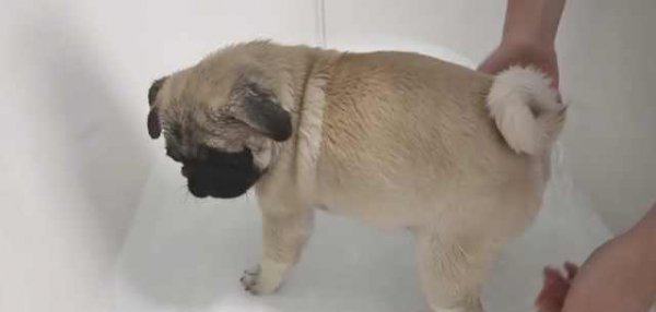 巴哥犬的优缺点有哪些表现分析