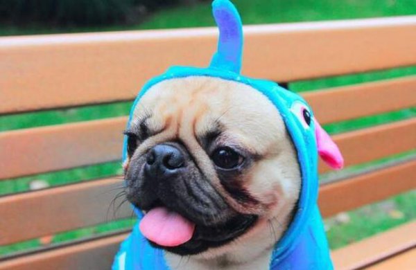 巴哥犬的优缺点有哪些表现分析