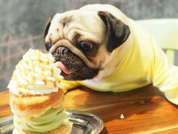 巴哥犬的优缺点有哪些表现分析