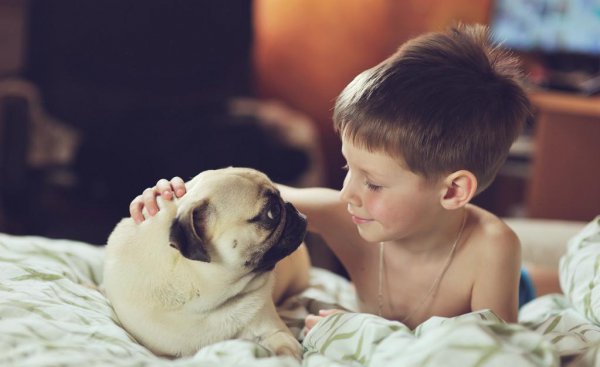 巴哥犬的优缺点有哪些表现分析