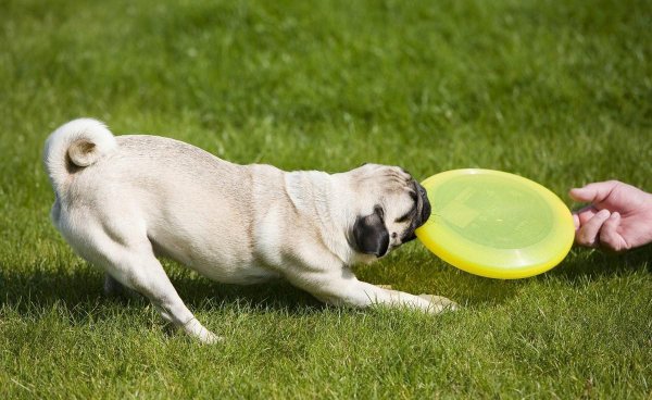 巴哥犬的优缺点有哪些表现分析
