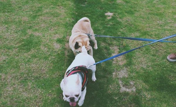 巴哥犬的优缺点有哪些表现分析