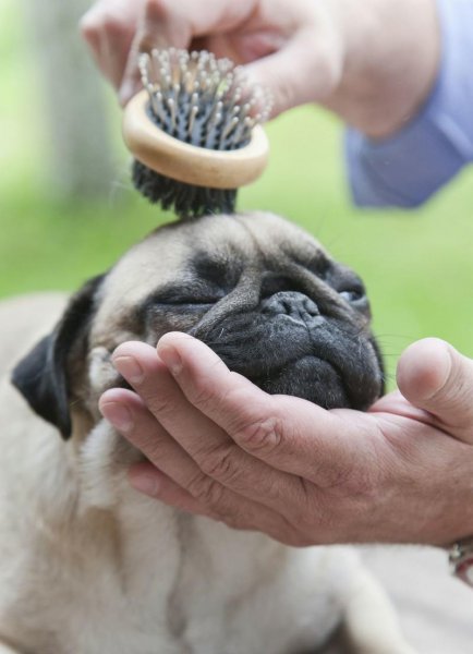 巴哥犬的优缺点有哪些表现分析