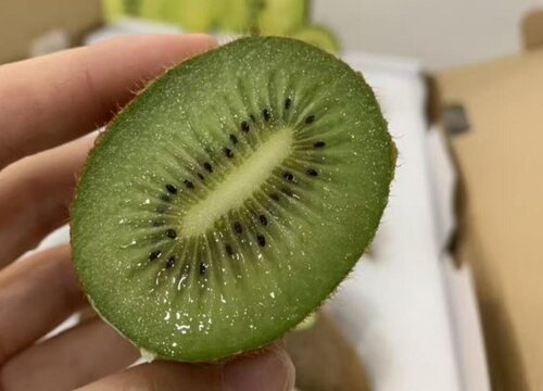 猕猴桃适合种植在海拔多少米