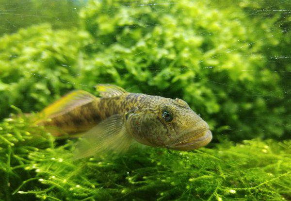 草缸适合养什么鱼合适
