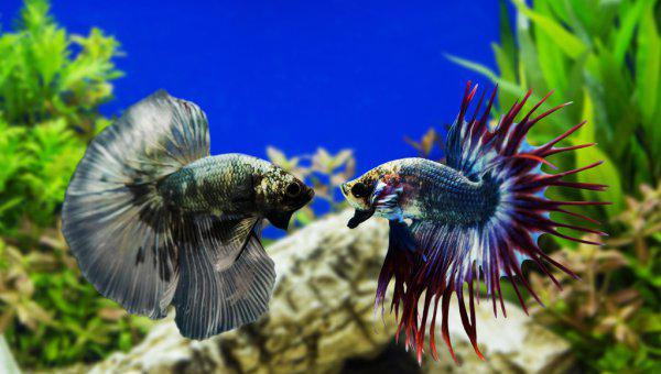 草缸适合养什么鱼合适