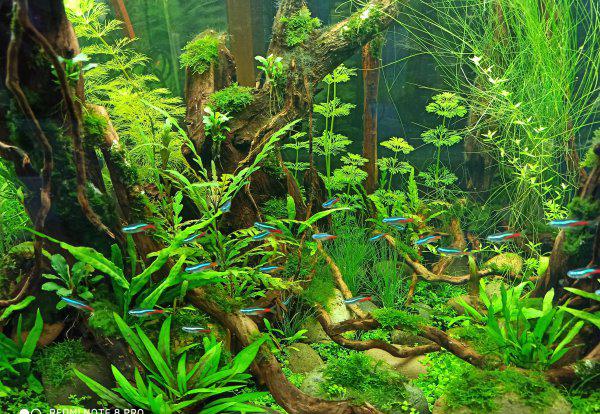 草缸适合养什么鱼合适