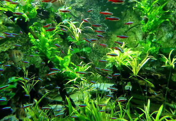 草缸适合养什么鱼合适