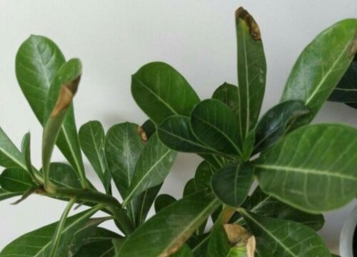 沙漠玫瑰出现落叶的原因