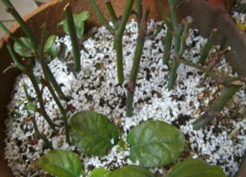 扦插花卉植物浸泡生根剂的技巧