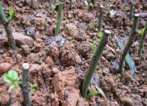 扦插花卉植物浸泡生根剂的技巧