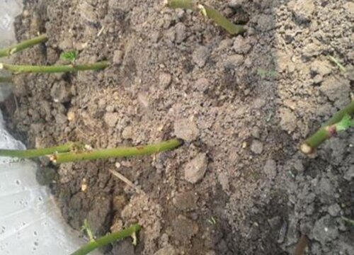 扦插花卉植物浸泡生根剂的技巧