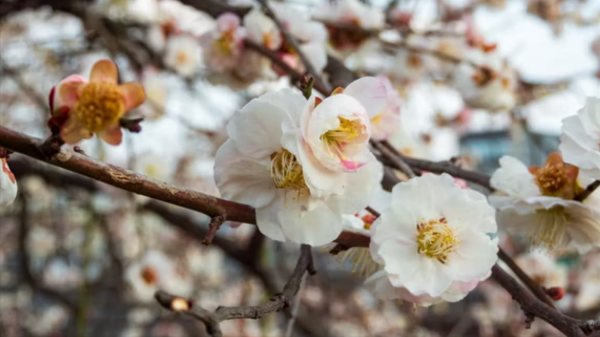 巨蟹什么象星座