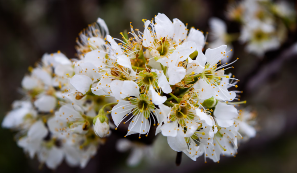 巨蟹什么象星座