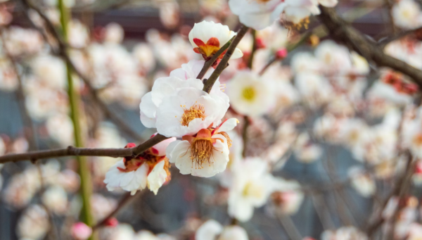 巨蟹什么象星座