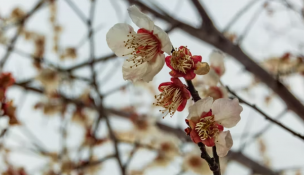 巨蟹什么象星座