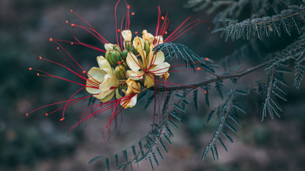 巨蟹什么象星座