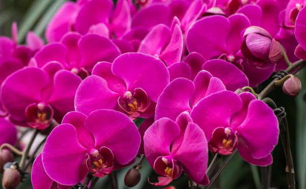 蝴蝶兰养殖方法详细技巧