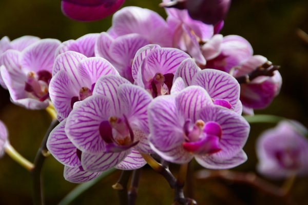 蝴蝶兰养殖方法详细技巧