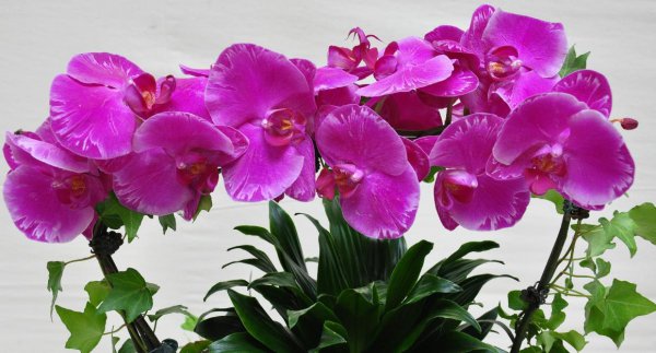 蝴蝶兰养殖方法详细技巧