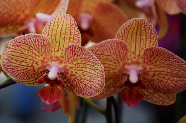 蝴蝶兰养殖方法详细技巧