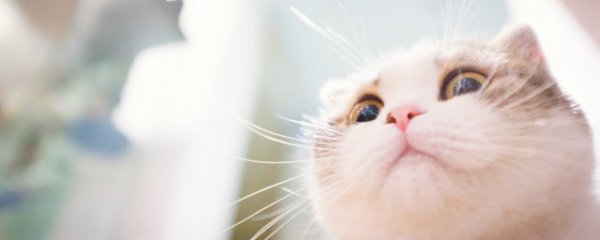 猫咪性格怎么培养安静开朗