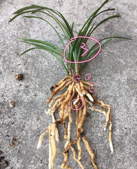 兰花长水晶头是不是服盆了