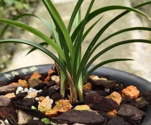 兰花长水晶头是不是服盆了