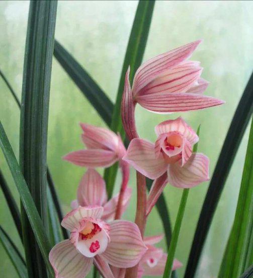 兰花长水晶头是不是服盆了