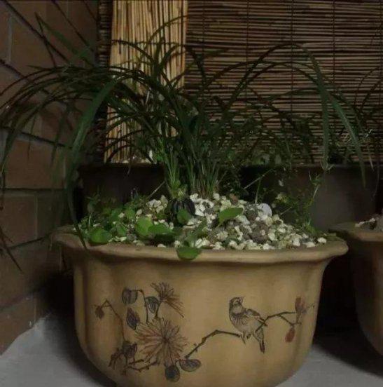 兰花长水晶头是不是服盆了