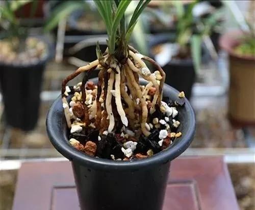 兰花长水晶头是不是服盆了