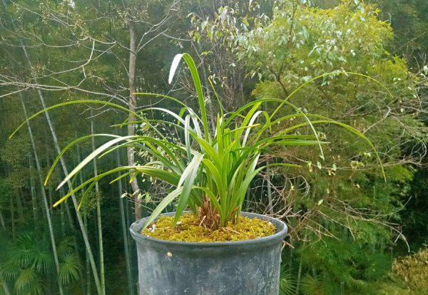 兰花长水晶头是不是服盆了