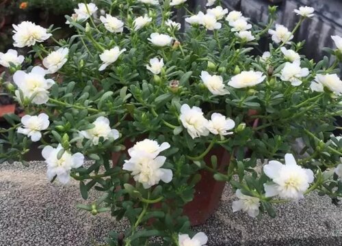 重楼什么季节种植最好