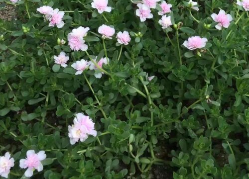 重楼什么季节种植最好