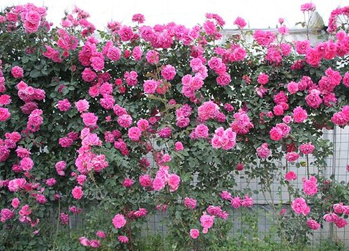 红木香花期是什么时候