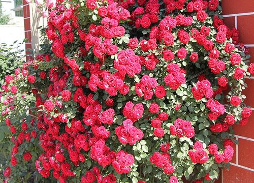 红木香花期是什么时候